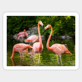 Flamingo Love Sticker